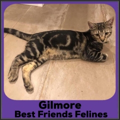 2021-Gilmore2