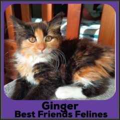 2021-Ginger