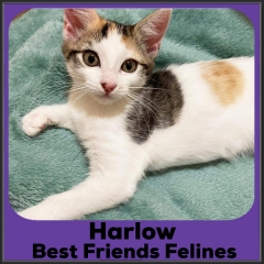 2021-Harlow