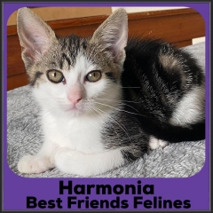 2021-Harmonia