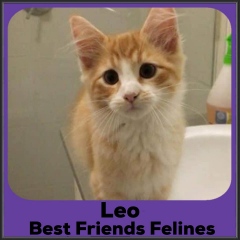 2021-Leo