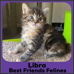 2021-Libra