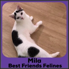 2021-MIla2