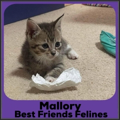 2021-Mallory