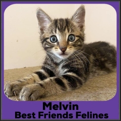 2021-Melvin