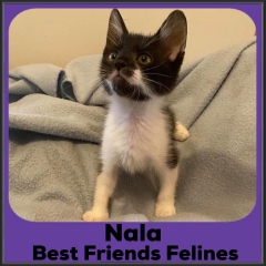 2021-Nala
