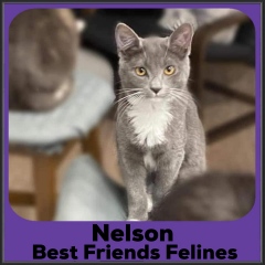2021-Nelson2