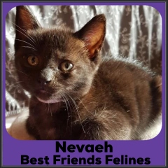 2021-Nevaeh