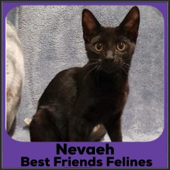 2021-Nevaeh2