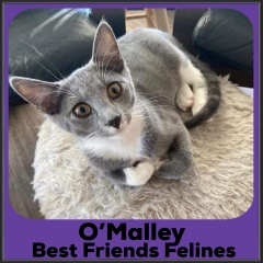 2021-OMalley