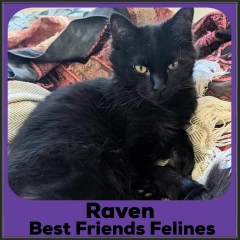 2021-Raven