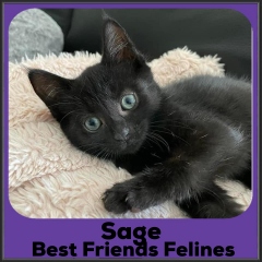 2021-Sage