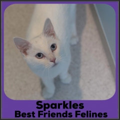 2021-Sparkles