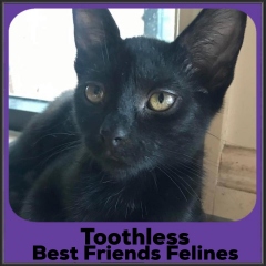 2021-Toothless