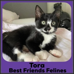 2021-Tora