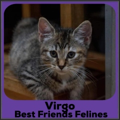 2021-Virgo