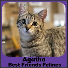 2022-Agatha
