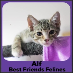 2022-Alf