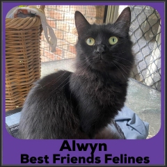 2022-Alwyn