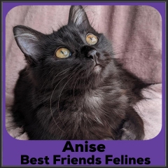 2022-Anise