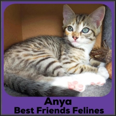 2022-Anya