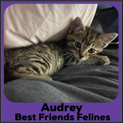 2022-Audrey