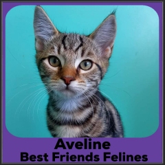 2022-Aveline