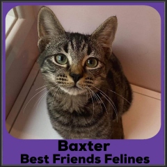 2022-Baxter