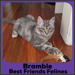 2022-Bramble