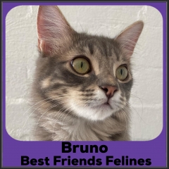 2022-Bruno-2
