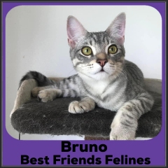 2022-Bruno