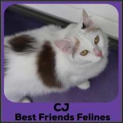 2022-CJ