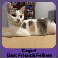 2022-Capri