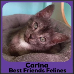 2022-Carina
