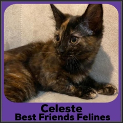 2022-Celeste