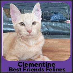 2022-Clementine