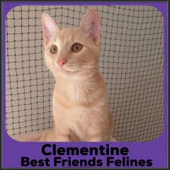 2022-Clementine1