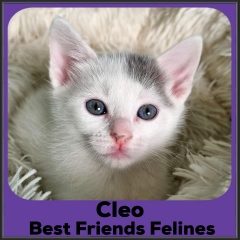 2022-Cleo