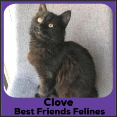 2022-Clove