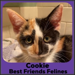 2022-Cookie