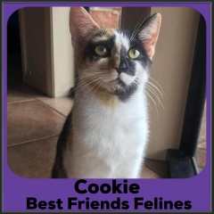 2022-Cookie1