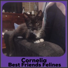 2022-Cornelia