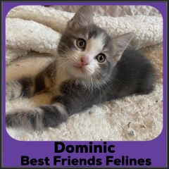 2022-Dominic