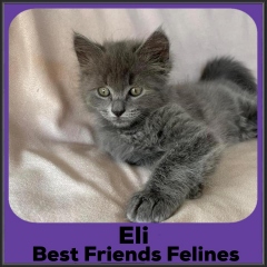 2022-Eli