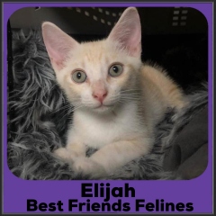 2022-Elijah