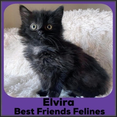 2022-Elvira