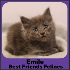 2022-Emile