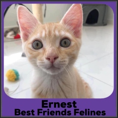 2022-Ernest