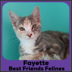 2022-Fayette