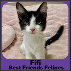 2022-Fifi
